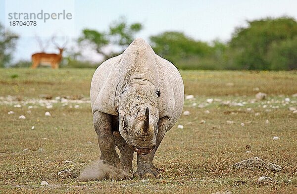 Spitzmaulnashorn (Diceros bicornis) ohne Ohren greift an  Etosha  Namibia  black rhinoceros without ears  Afrika