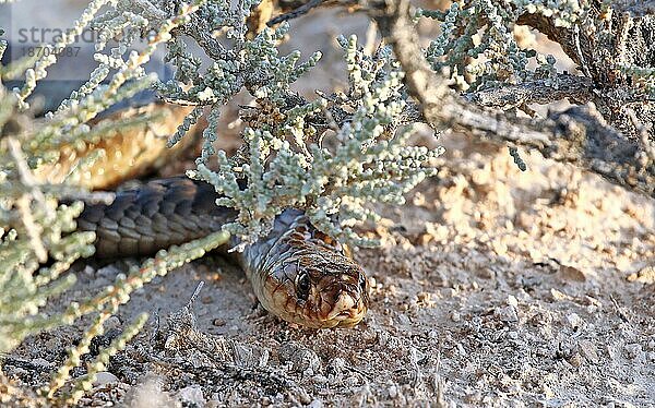 Anchieta's cobra  Naja anchietae  Angolan cobra  Etosha NP  Namibia  Afrika