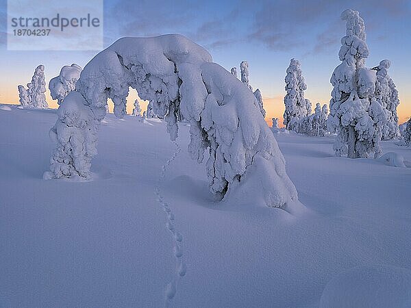 Morgendämmerung und schneebedeckte Bäume im Pyhä-Luosto Nationalpark  Lappland  Finnland  Europa