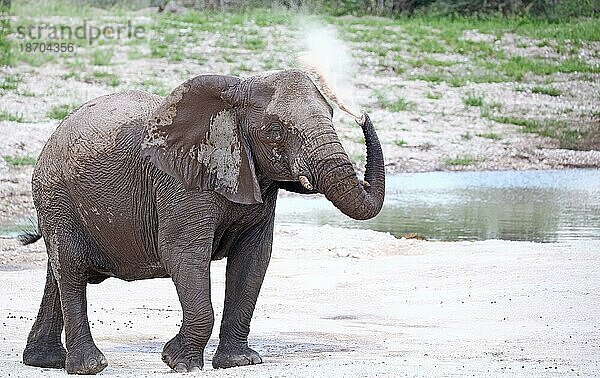 Elefant staubt sich ein  Etosha  Namibia  african elephant (Loxodonta africana)  Afrika