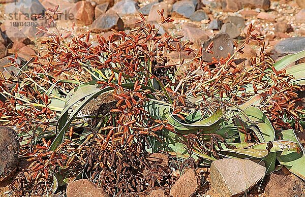 (Welwitschia Mirabilis) Landschaft Palmwag  in the landscape of Namibia  Palmwag concession