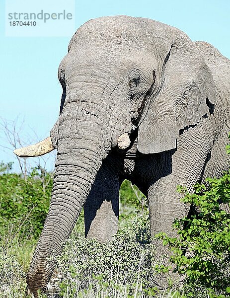 Elefant  Etosha  Namibia  Afrikanischer Elefant (Loxodonta africana)  Afrika