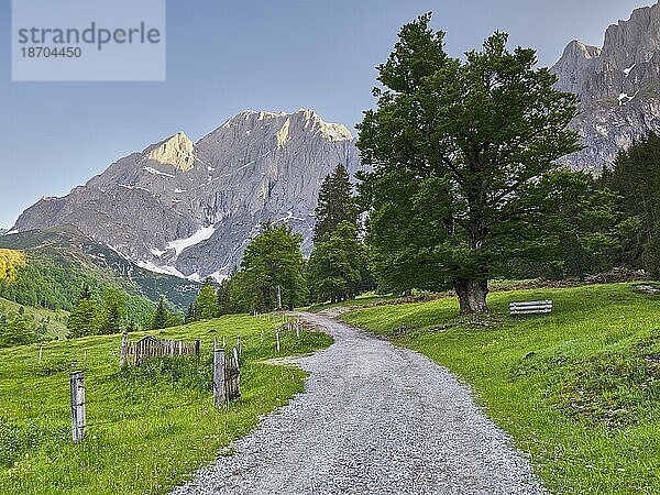 Alte Linde vor Hochkönig  am Weg zur Riedingalm  Riedingtal  Mühlbach am Hochkönig  Pongau  Salzburg  Österreich  Europa