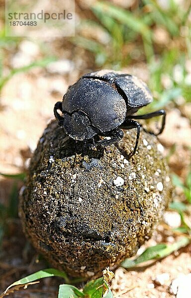 Pillendreher (Scarabaeus sacer) auf seiner Kugel  Etosha  Namibia  dung beetle  Etosha NP  Afrika