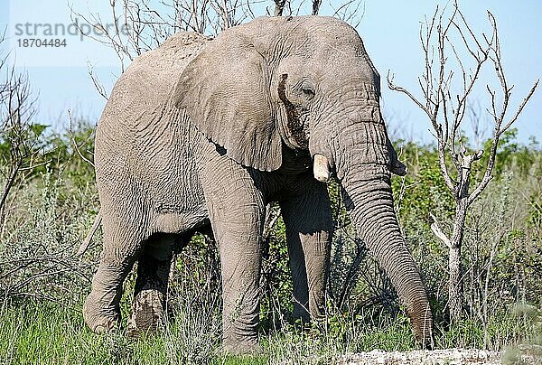 Elefant  Etosha  Namibia  Afrikanischer Elefant (Loxodonta africana)  Afrika