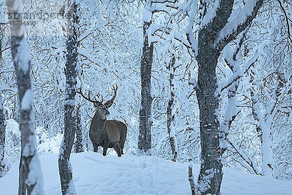 Hirsch (C) im Polar Park im Winter  Bardu  Lappland  Norwegen  Europa