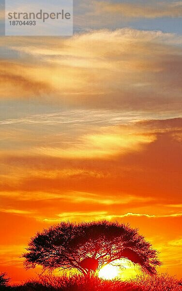 Sonnenaufgang Etosha-Nationalpark Namibia  sunrise at Etosha National park  Namibia  Afrika