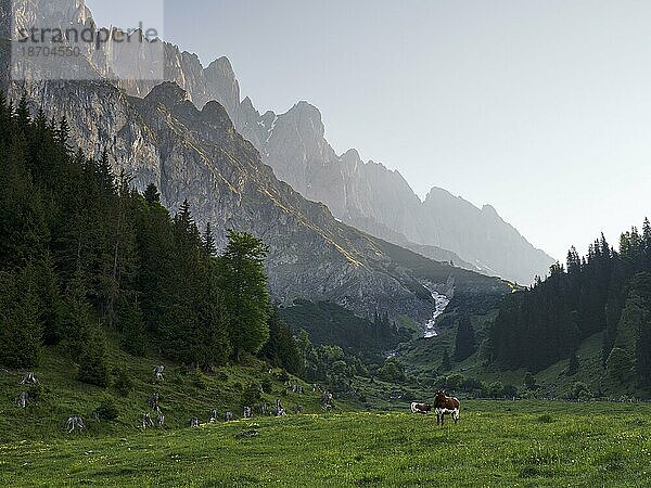 Pinzgauer Kühe auf Alm  Morgenlicht  Riedingalm  Riedingtal  Mühlbach am Hochkönig  Pongau  Salzburg  Österreich  Europa