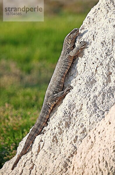 Monitor lizard on a termite