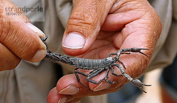 Giftiger schwarzer Skorpion  Namibia  giftiger Skorpion  Namibia  Afrika