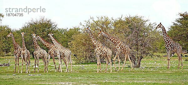 Giraffenherde  Etosha Park  Namibia  Giraffen (Giraffa camelopardalis)  Afrika