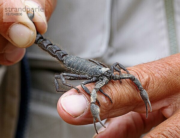 Giftiger schwarzer Skorpion  Namibia  giftiger Skorpion  Namibia  Afrika