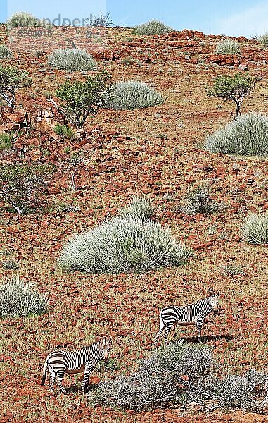 Hartmanns Bergzebras in der Landschaft Palmwags  mountain zebras in the landscape of Namibia  Palmwag concession