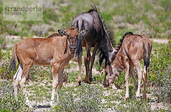 Sehr junges Gnu  Etosha  Namibia  very young wildebeest  Etosha  Namibia  Afrika