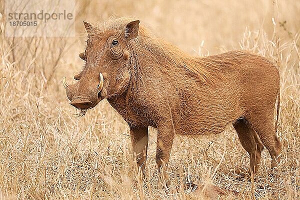 Warthog in Kruger National Park  red through the sand  S