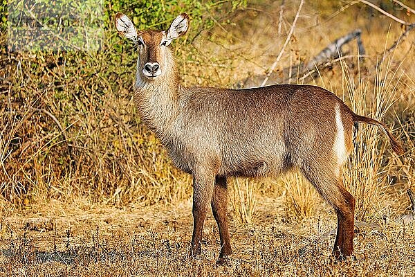 Waterbuck  South Luangwa NP  Zambia (Kobus ellipsiprymnus)