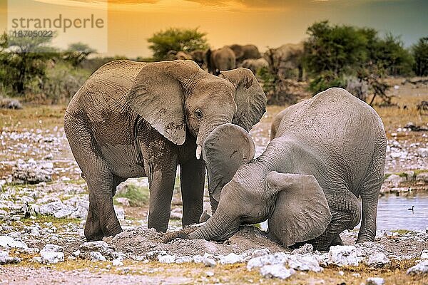 Elephants at a termite hill  Etosha National Park  Namibia (Loxodonta africana)