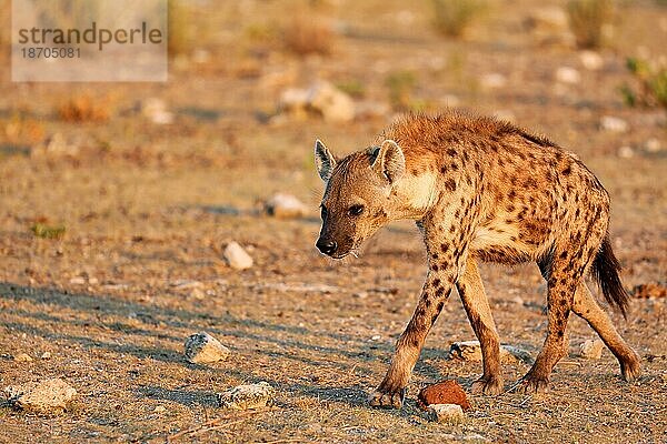 Tüpfelhyäne (Crocuta crocuta)  Etosha Nationalpark  Namibia  Afrika