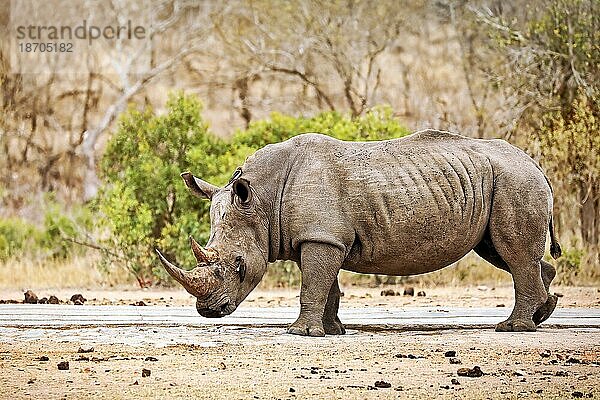 White rhino in Kruger National Park  S