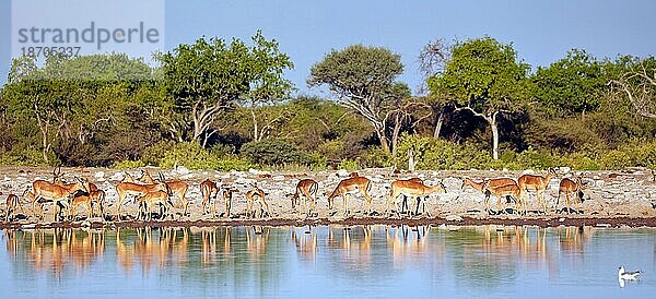 Drinking impalas (Aepyceros melampus)  Etosha National Park  Namibia  Afrika