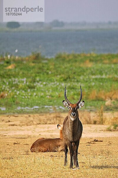 Defassa waterbuck  Murchison Falls National Park Uganda (Kobus defassa)