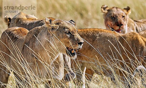 Löwen (Panthera leo)  Etosha Nationalpark  Namibia  Afrika