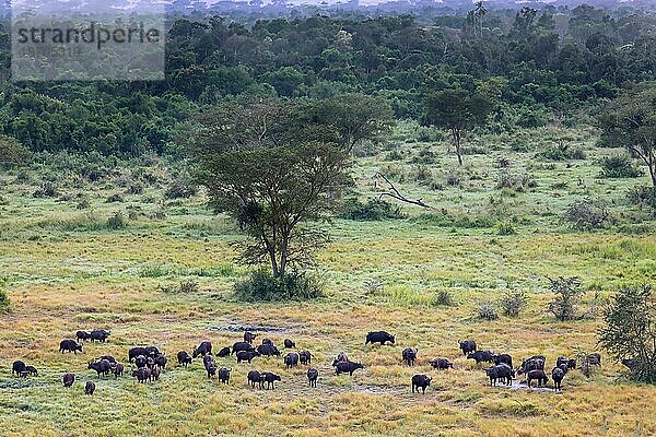 Afrikanische Büffel (Syncerus caffer) im Queen Elizabeth National Park  Ishasha  Uganda  Afrika
