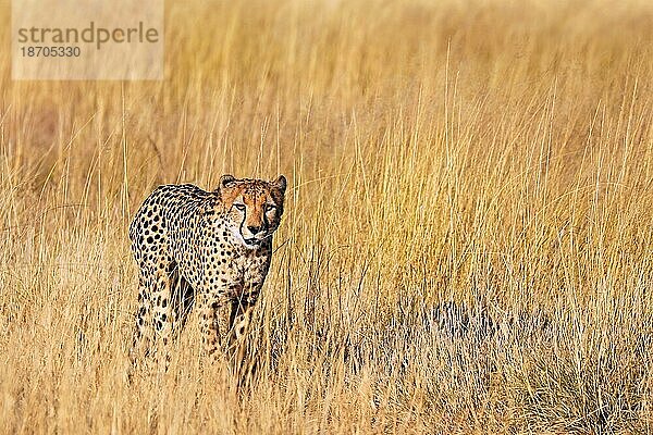 Gepard (Acinonyx jubatus) im hohen Gras im Etosha-Nationalpark  Namibia  cheetah in the graß at Etosha National Park  Namibia  Afrika