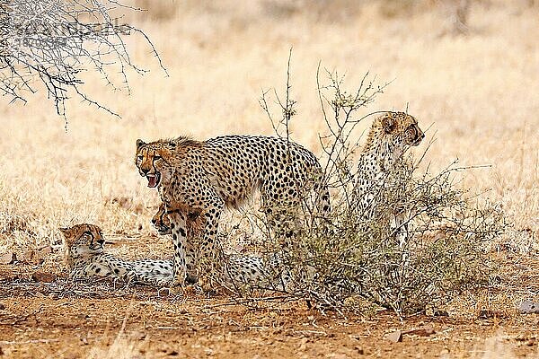 Four cheetahs in Kruger National Park  S