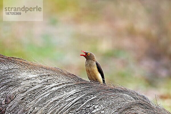 red-billed oxpecker riding on a warthog  South Luangwa National Park  Zambia (Buphagus erythrorhynchus)