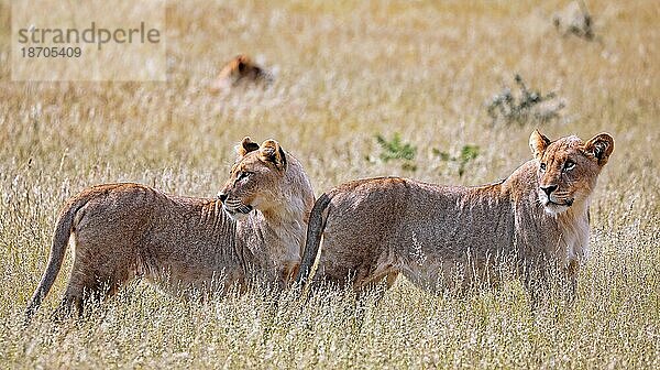 Löwinnen (Panthera leo) Etosha Nationalpark  Namibia  Afrika