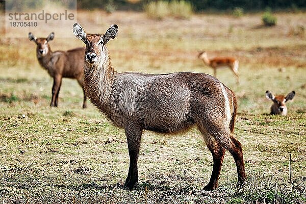 Waterbuck  Liwonde NP  Malawi (Kobus ellipsiprymnus)