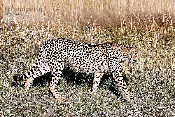 Gepard (Acinonyx jubatus) im Etosha-Nationalpark  Namibia  cheetah at Etosha National Park  Namibia  Afrika