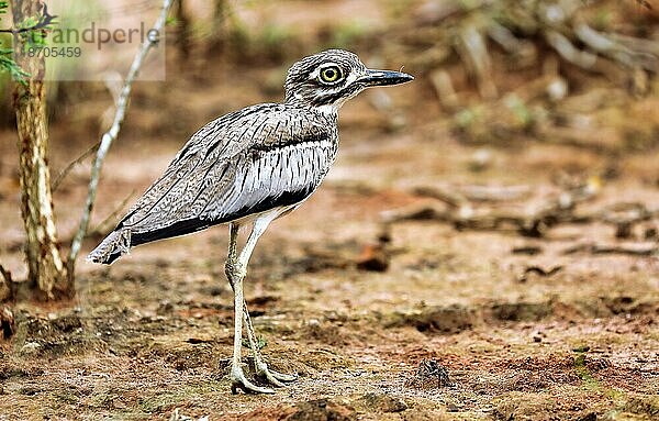 Water thick-knee at Lake Mburo National Park in Uganda (Burhinus vermiculatus)