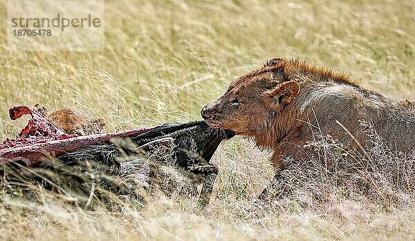 Löwe (Panthera leo) nach dem Töten einer Antilope  Etosha Nationalpark  Namibia  Afrika