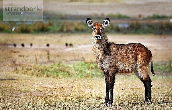 Defassa waterbuck  Murchison Falls National Park Uganda (Kobus defassa)