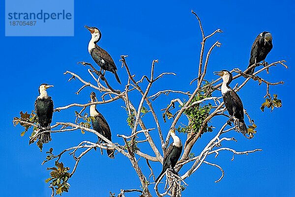 Group of White-breasted Cormorants  Liwonde National Park  Malawi (Phalacrocorax lucidus)
