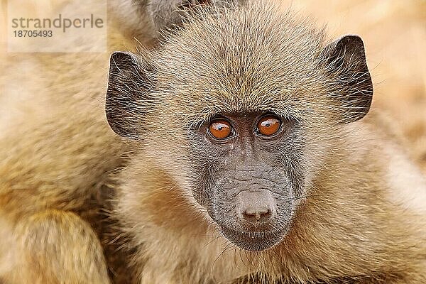 Steppe baboon on a cold day  Kruger NP  S