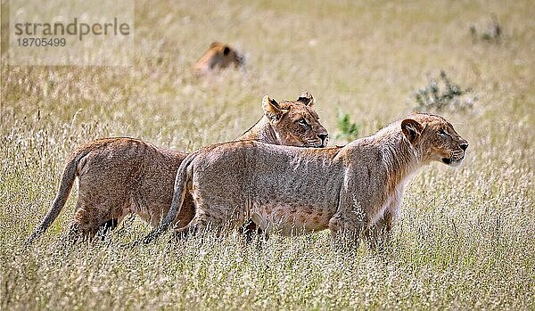 Löwinnen (Panthera leo) Etosha Nationalpark  Namibia  Afrika