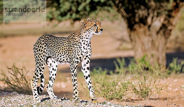 Gepard (Acinonyx jubatus)  Kgalagadi Transfrontier National Park  Südafrika