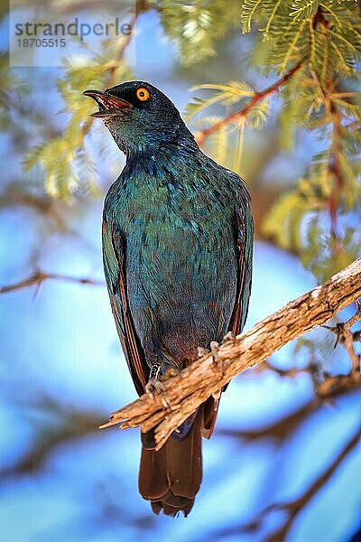 Cape Glossy Starling  Kgalagadi Transfrontier National Park  South Africa (Lamprotornis nitens)
