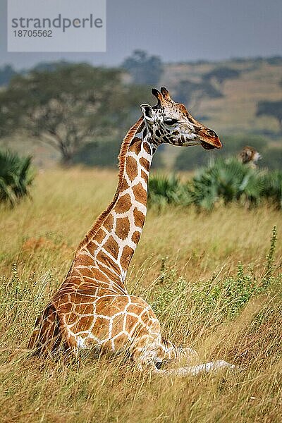 sitting Ugandan giraffe (Giraffa camelopardalis rothschildi)  Murchison Falls National Park Uganda