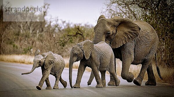 Group of elephants crosses the road