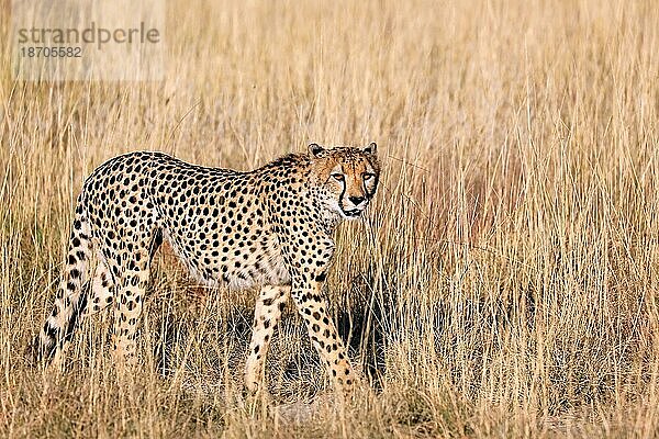 Gepard (Acinonyx jubatus) im hohen Gras im Etosha-Nationalpark  Namibia  cheetah in the graß at Etosha National Park  Namibia  Afrika