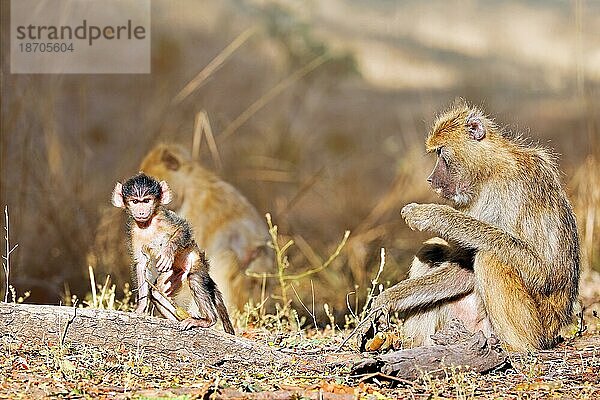 Baboons  South Luangwa National Park  Zambia (papio cynocephalus)