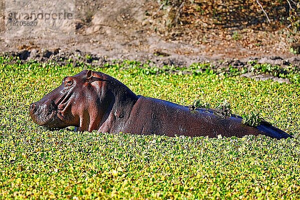 Hippo in the water at South Luangwa National Park  Zambia (Hippopotamus amphibius)