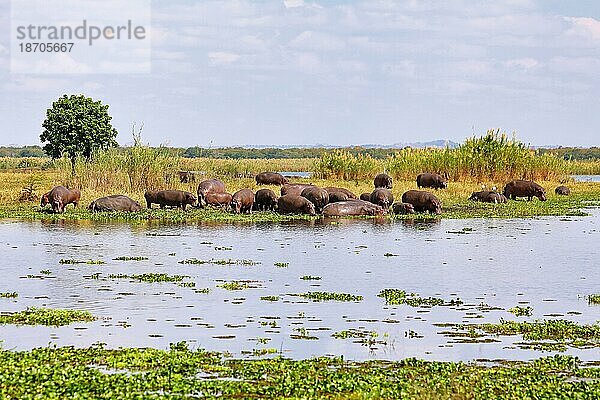 Hippos  Liwonde National Park  Malawi (Hippopotamus amphibius)