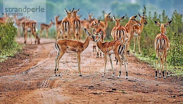 Impalas (Aepyceros melampus) at Lake Mburo National Park in Uganda
