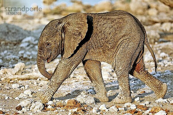Very young elephant  Etosha National Park  Namibia (Loxodonta africana)