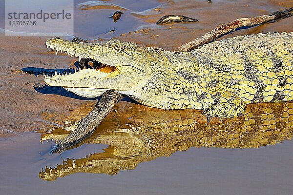 Nile crocodile at South Luangwa National Park  Zambia (Crocodylus niloticus)